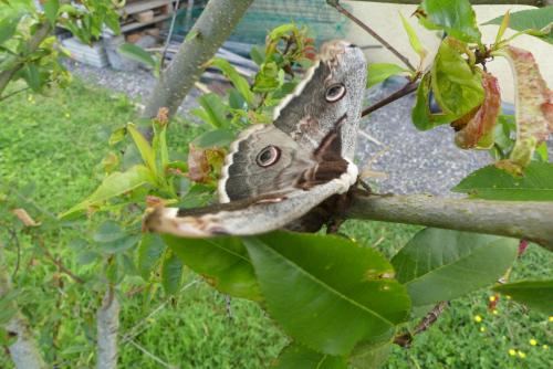 Saturnia pyri